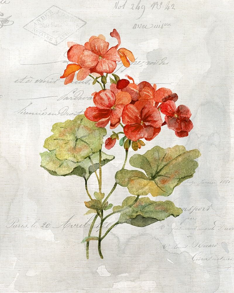 Linen Geranium art print by Carol Robinson for $57.95 CAD