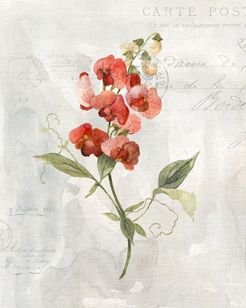 Linen Sweet Pea art print by Carol Robinson for $57.95 CAD