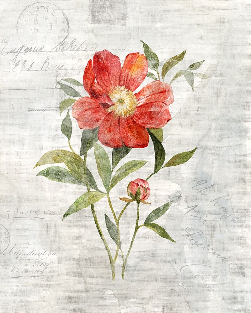 Linen Peony art print by Carol Robinson for $57.95 CAD