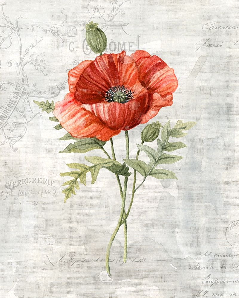 Linen Poppy art print by Carol Robinson for $57.95 CAD