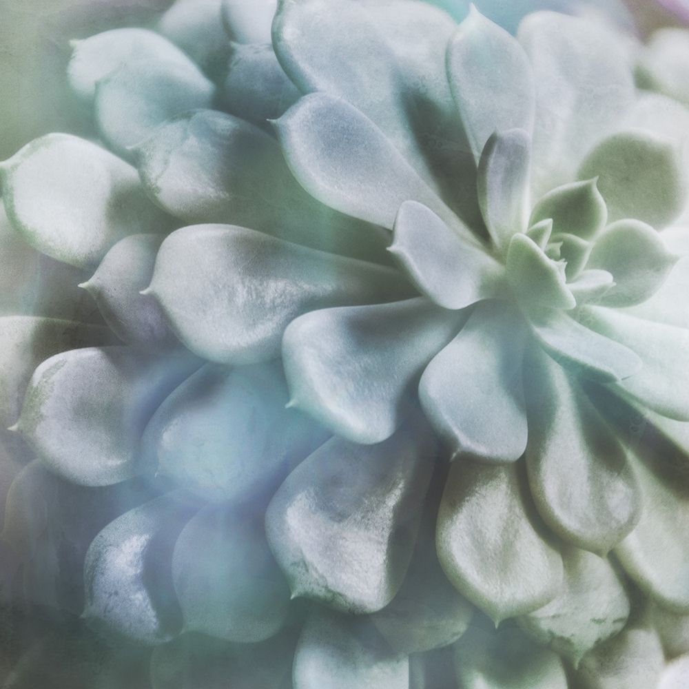 Soft Succulent I art print by Irene Weisz for $57.95 CAD