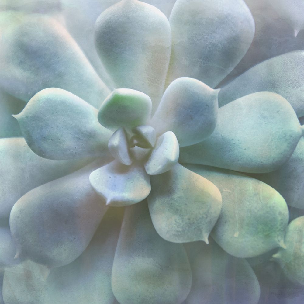 Soft Succulent II art print by Irene Weisz for $57.95 CAD