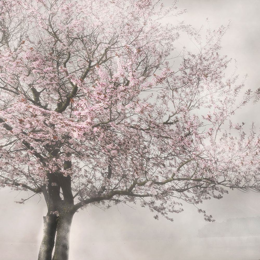 Blush in the Wind I art print by Irene Weisz for $57.95 CAD