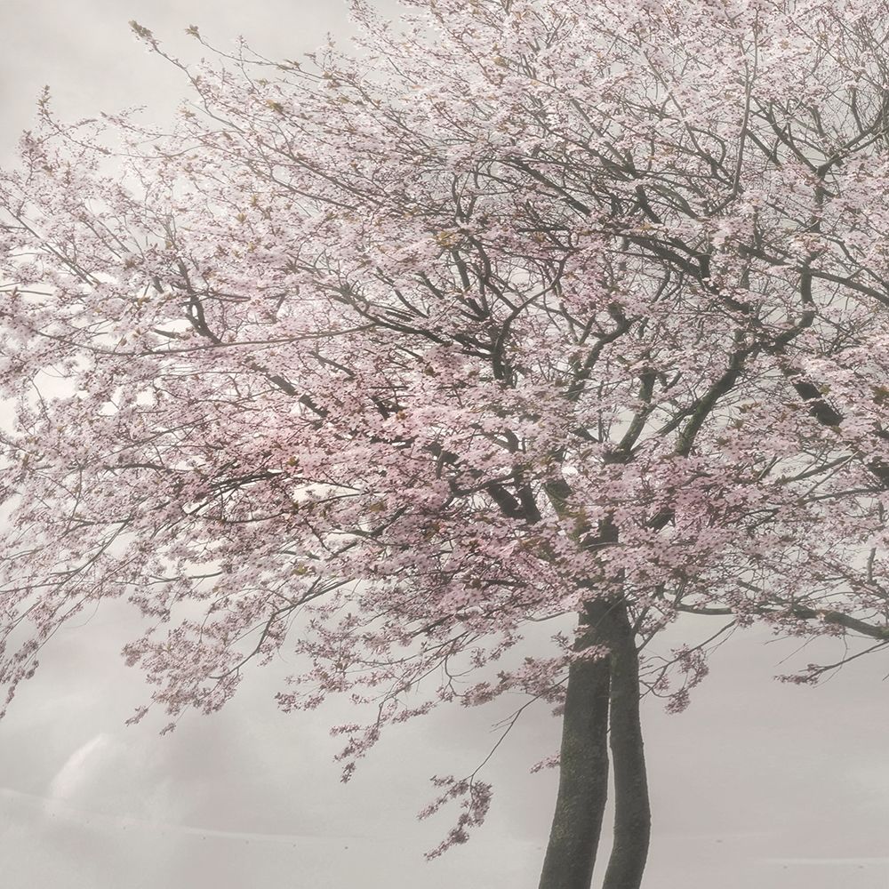 Blush in the Wind II art print by Irene Weisz for $57.95 CAD