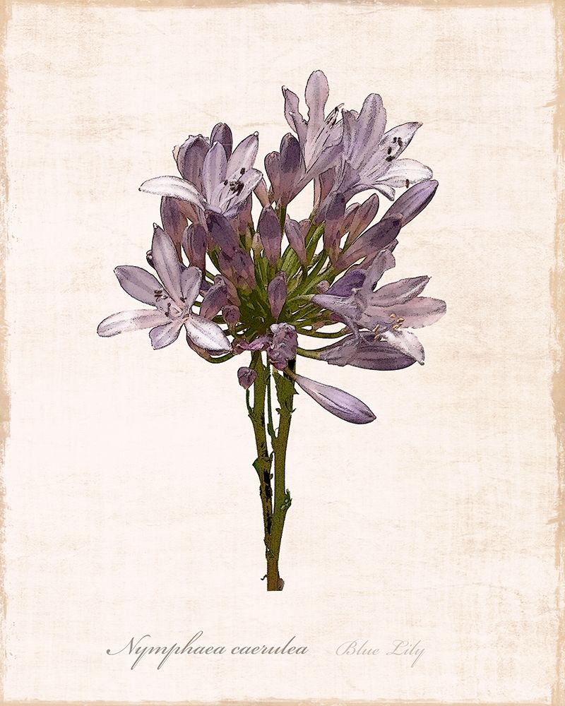 Sketchbook Lily art print by Natalie Carpentieri for $57.95 CAD