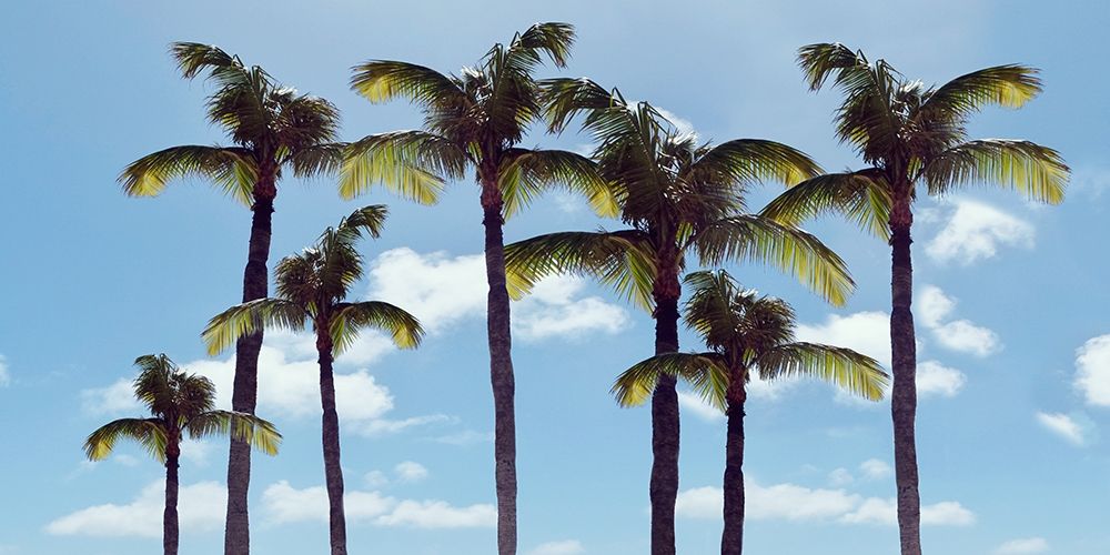 Paradise Palms art print by Natalie Carpentieri for $57.95 CAD