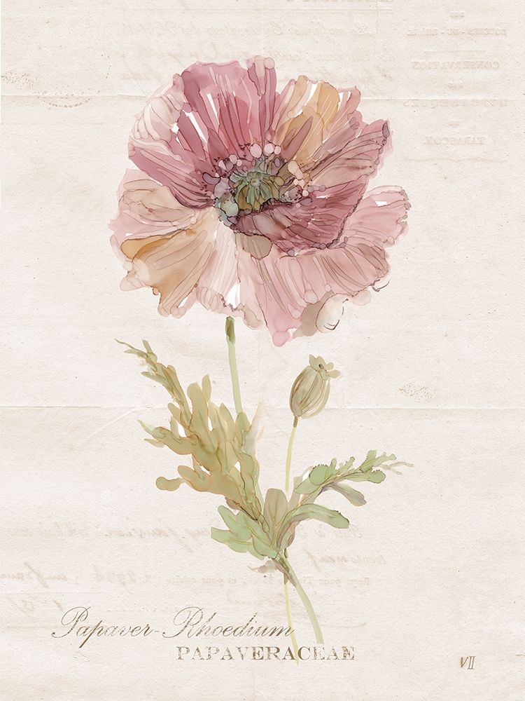 Soft Poppy art print by Carol Robinson for $57.95 CAD