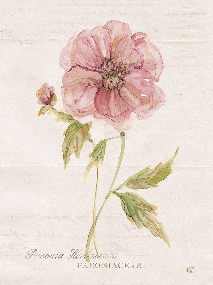 Soft Peony art print by Carol Robinson for $57.95 CAD