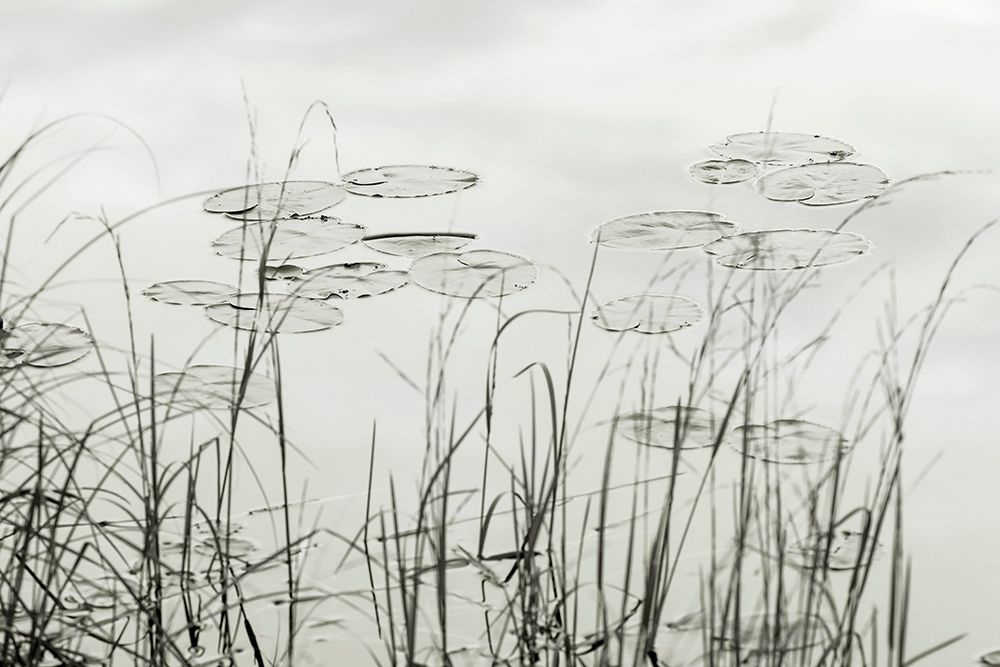 Silver Lake Lilies art print by Jerry and Marcy Monkman for $57.95 CAD