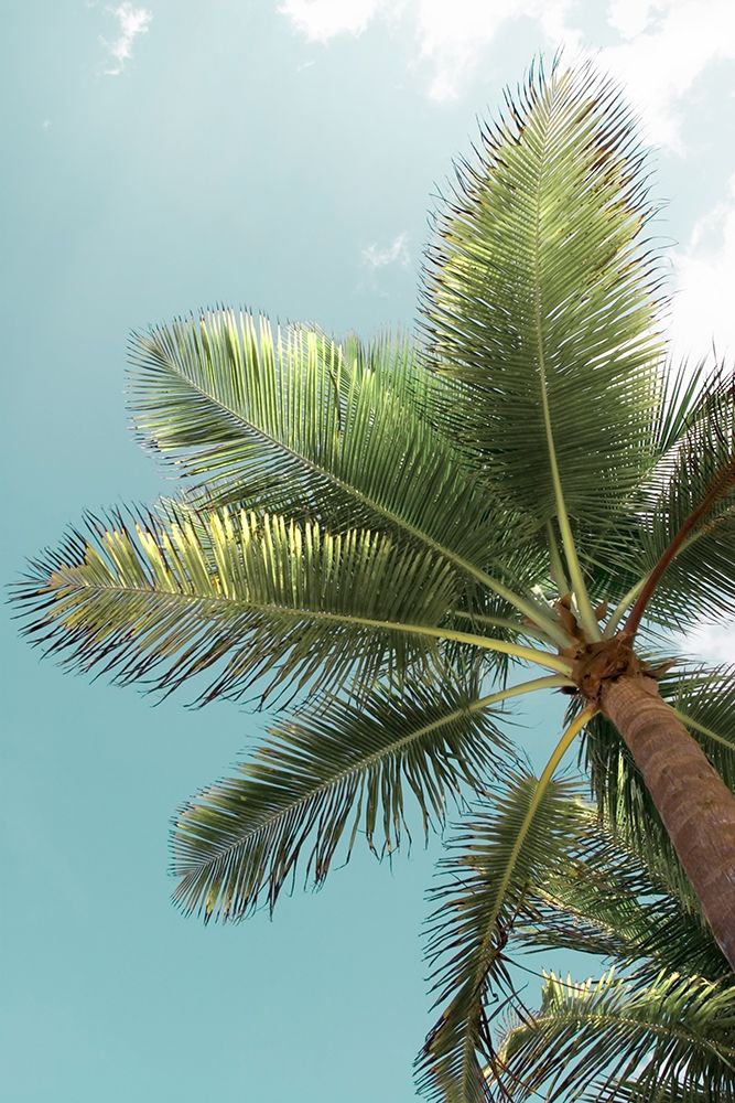 Palm Verde art print by Jerry and Marcy Monkman for $57.95 CAD