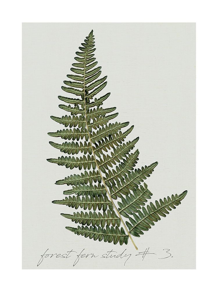 Fern Studies I art print by Carol Robinson for $57.95 CAD