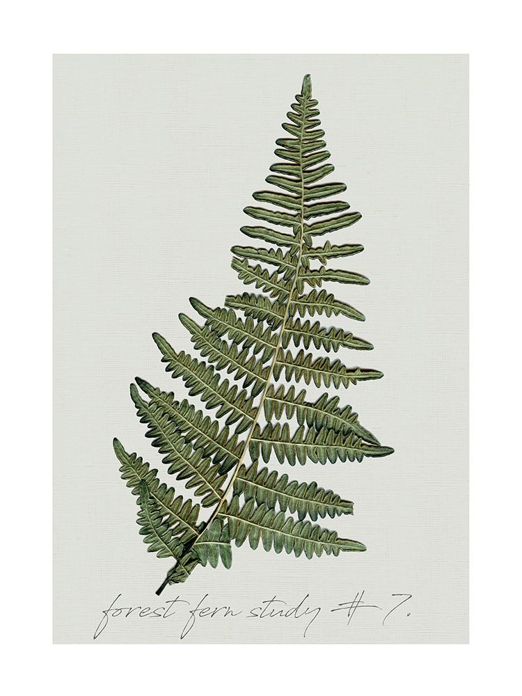 Fern Studies II art print by Carol Robinson for $57.95 CAD