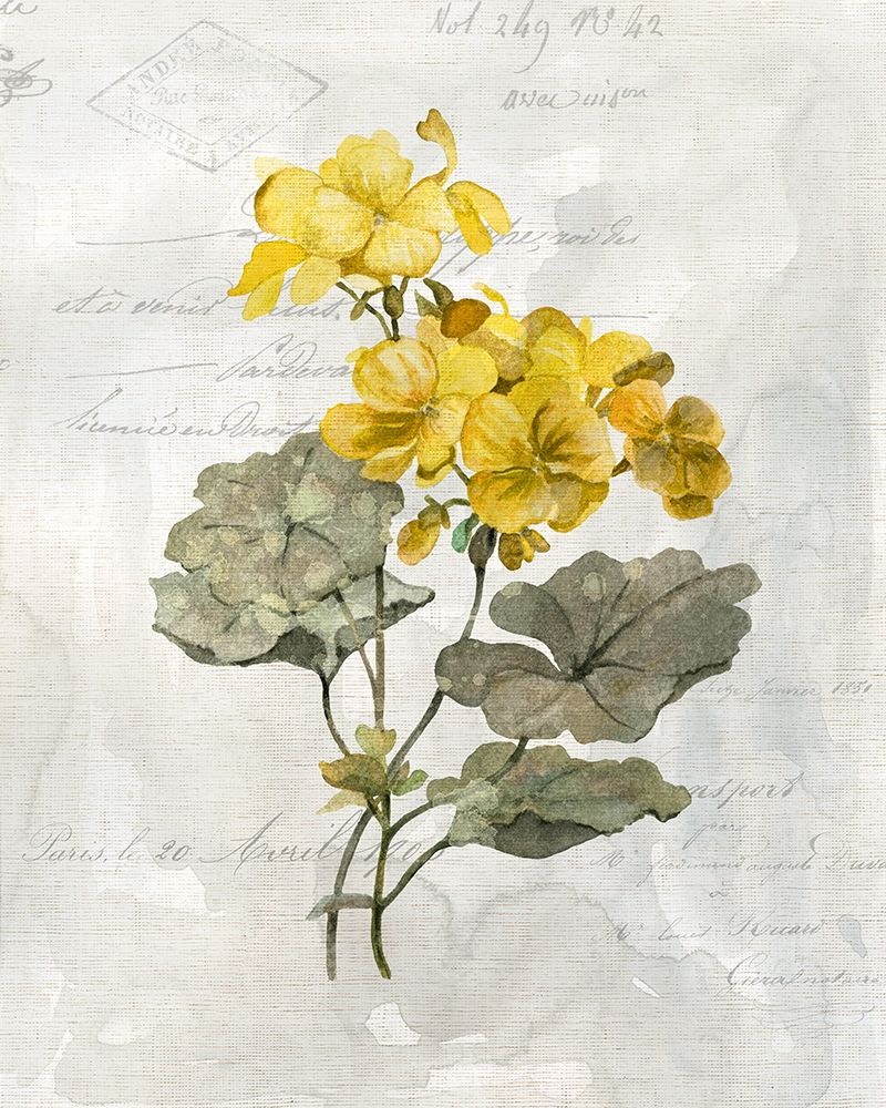 Canary Linen Geranium art print by Carol Robinson for $57.95 CAD