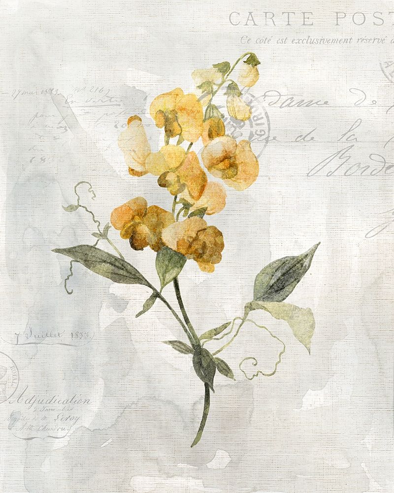 Canary Linen Sweetpea art print by Carol Robinson for $57.95 CAD