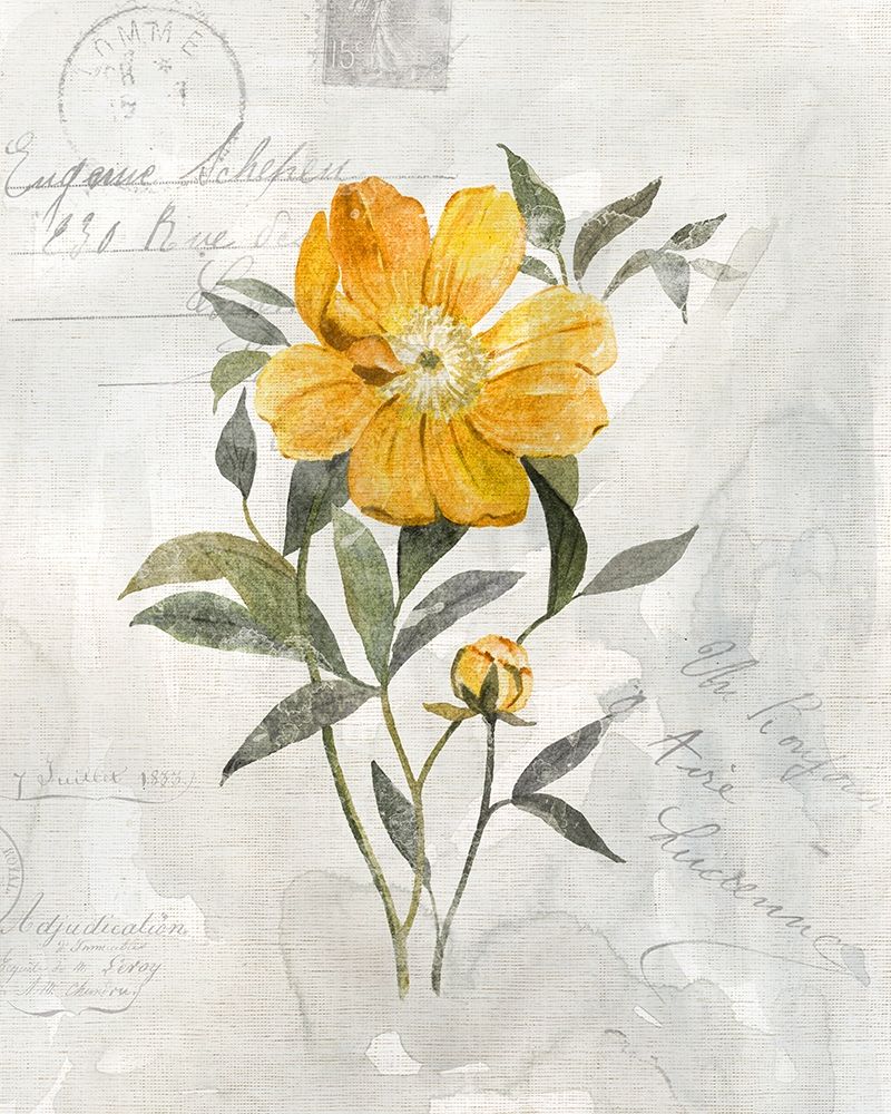 Canary Linen Peony art print by Carol Robinson for $57.95 CAD