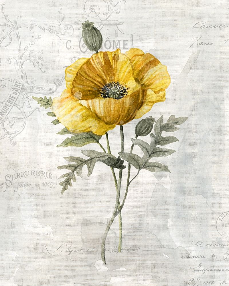 Canaray Linen Poppy art print by Carol Robinson for $57.95 CAD