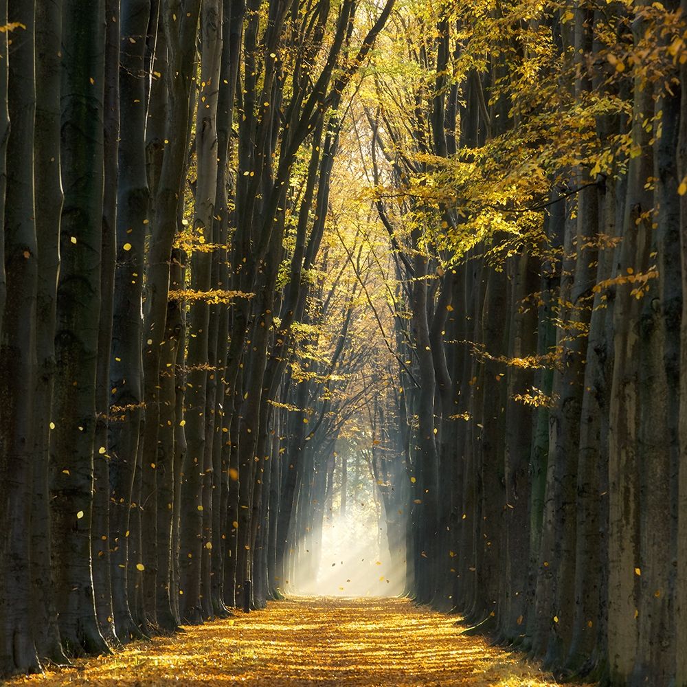 Fall Kicks In art print by Lars Van de Goor for $57.95 CAD