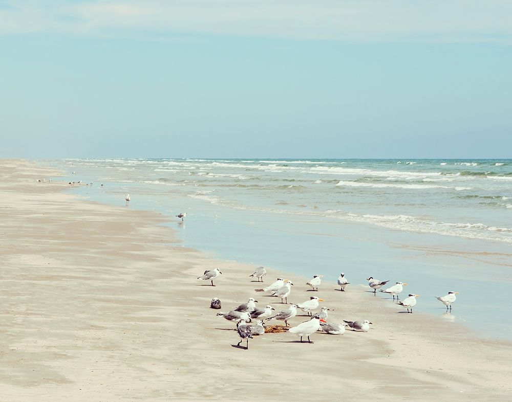 Padre Island Shore Birds art print by Michael DeFreitas for $57.95 CAD