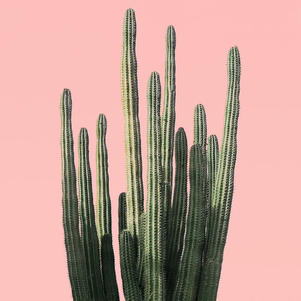 Island Succulent art print by Natalie Carpentieri for $57.95 CAD