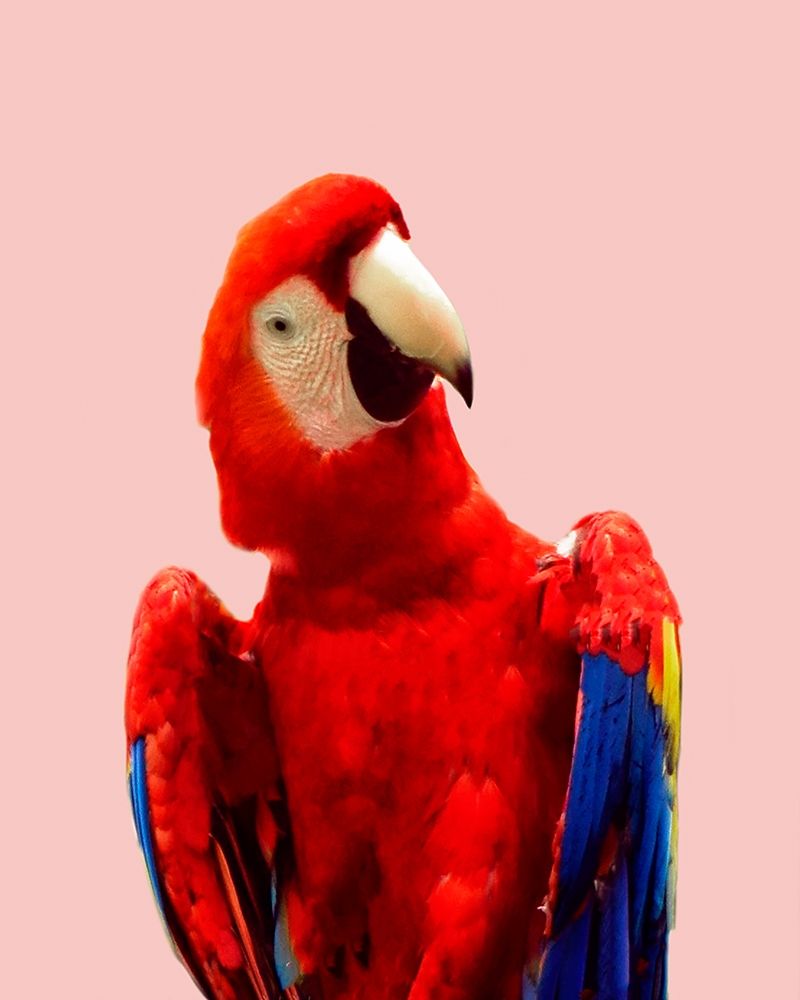 Honduras Wildlife art print by Natalie Carpentieri for $57.95 CAD