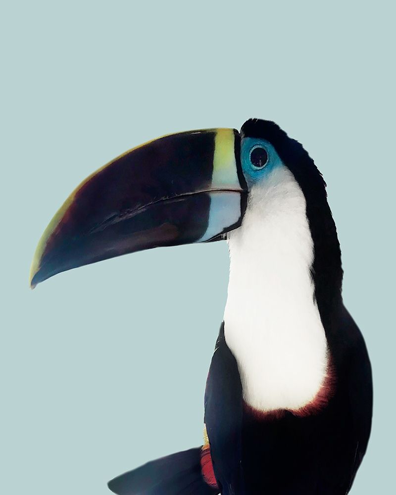 Aruba Wildlife art print by Natalie Carpentieri for $57.95 CAD