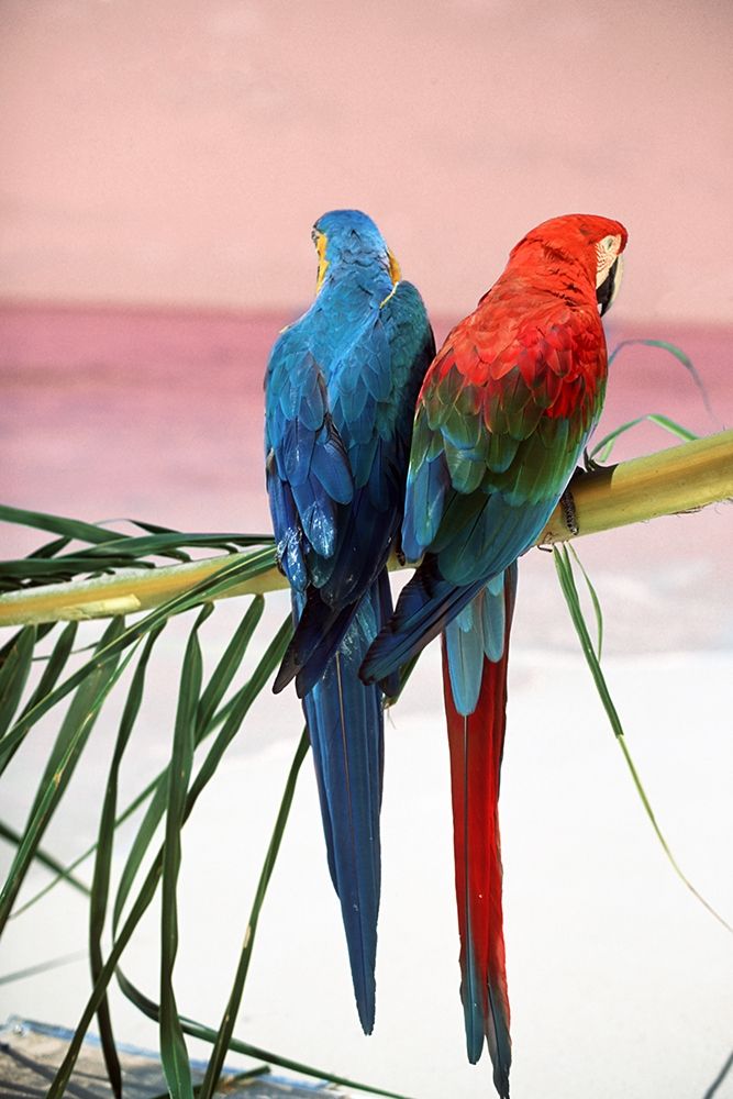 Palm Parrots art print by Elena Sunstar for $57.95 CAD