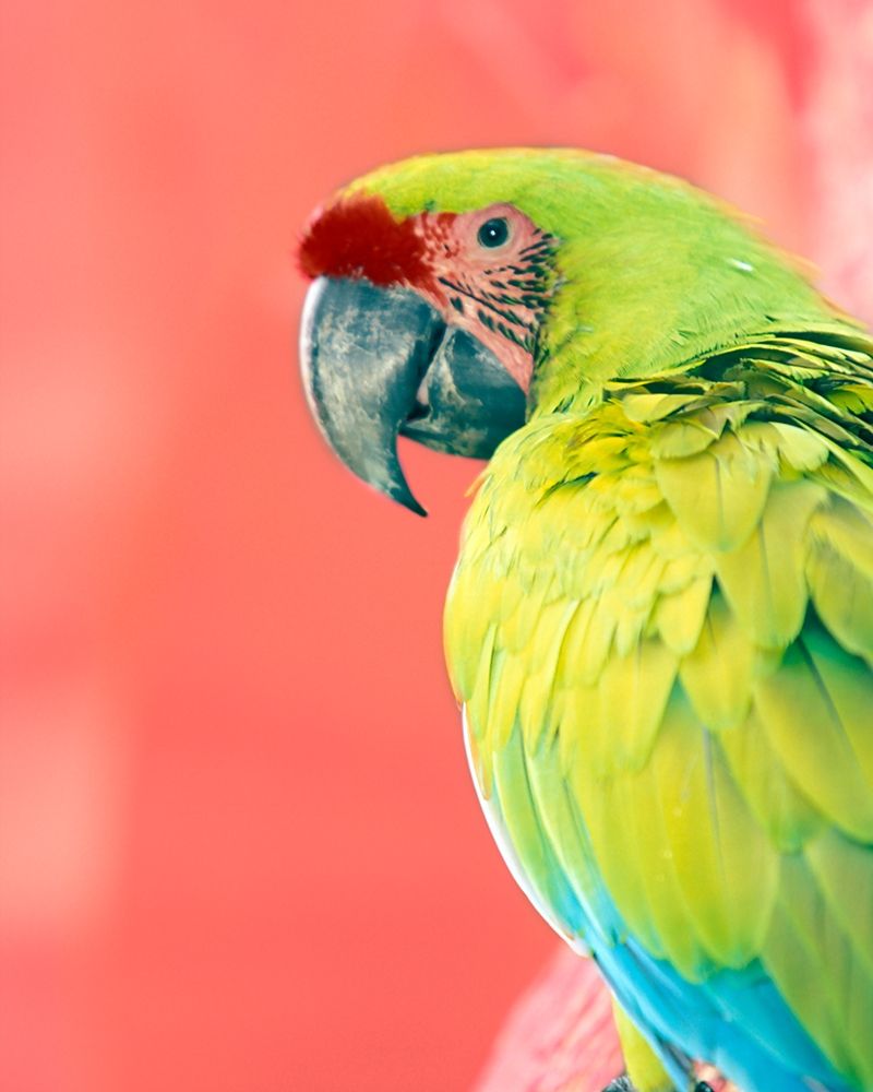 Green Macaw art print by Kent Foster for $57.95 CAD