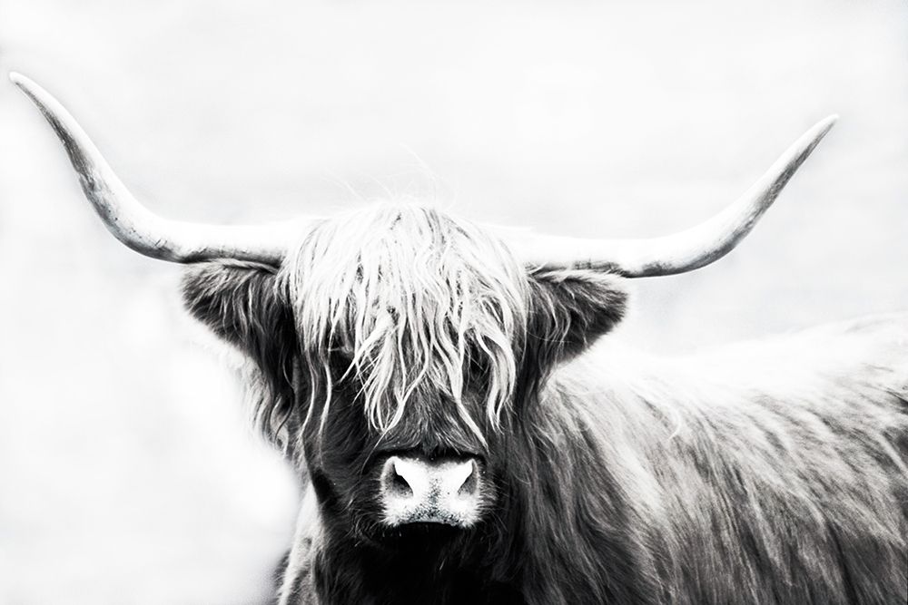 Highland Longhorn art print by Cora Edmonds for $57.95 CAD