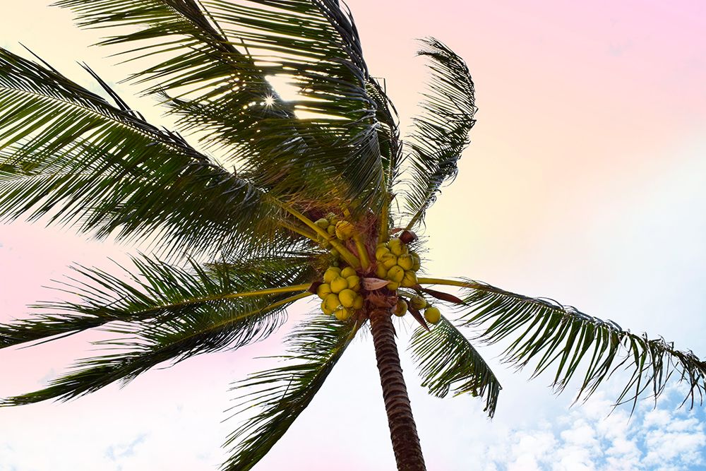 Palm Breeze art print by Natalie Carpentieri for $57.95 CAD