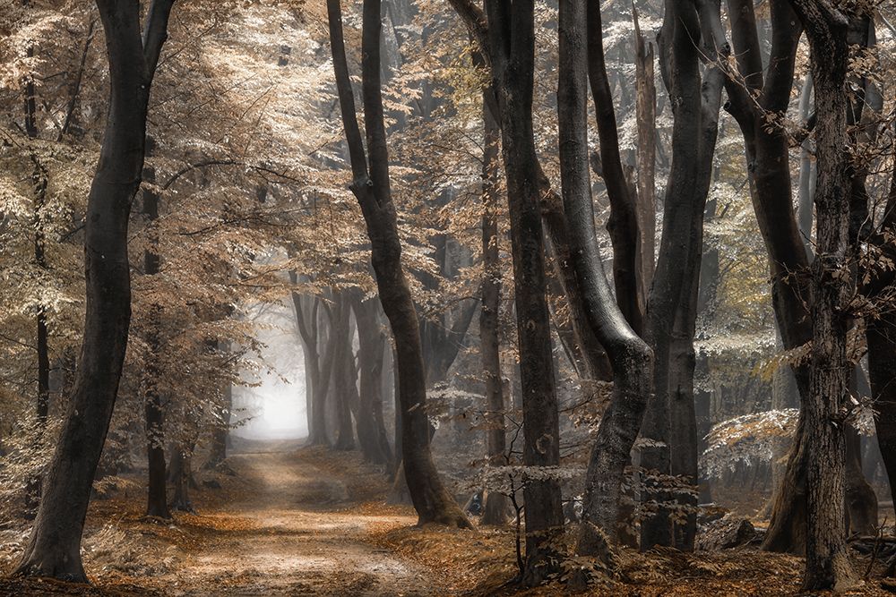Forest Dimension art print by Lars Van de Goor for $57.95 CAD