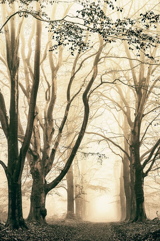 Silence art print by Lars Van de Goor for $57.95 CAD