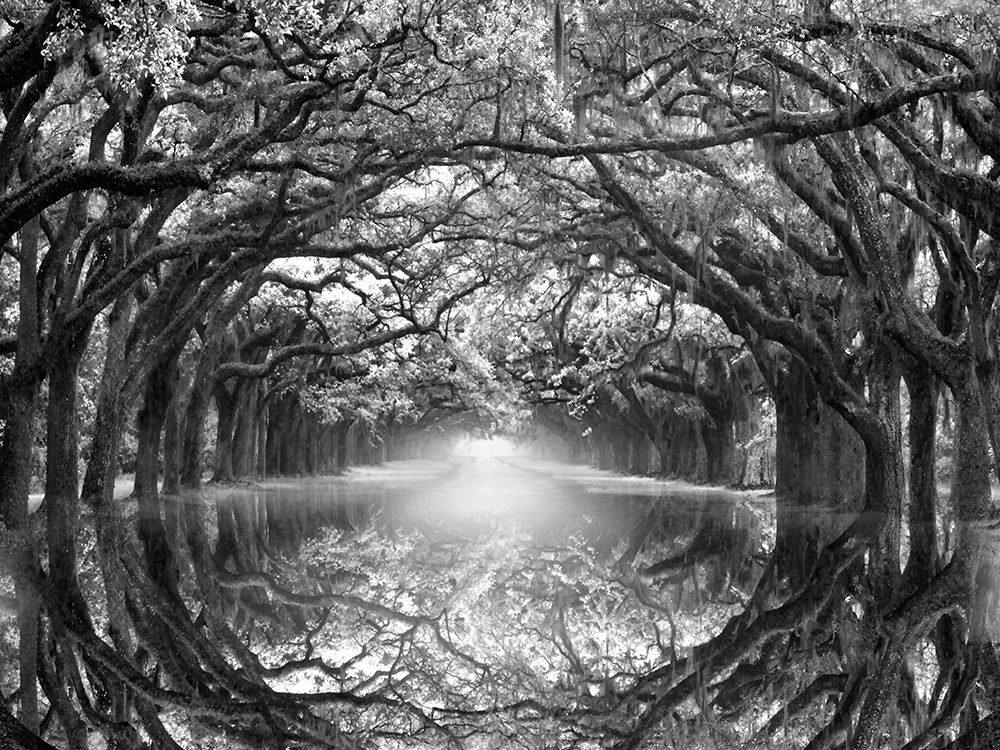 Oak Alley Reflection art print by Joanne Wells for $57.95 CAD