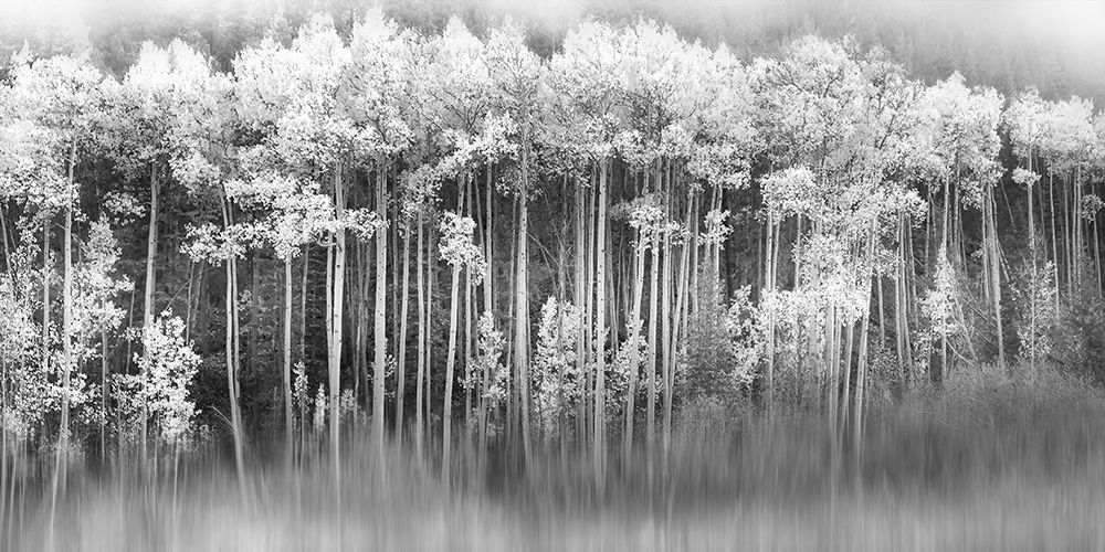 Dreamy Aspen art print by Anna Miller for $57.95 CAD