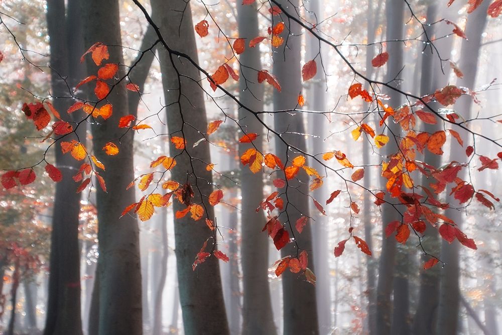Falling Moments art print by Irene Weisz for $57.95 CAD