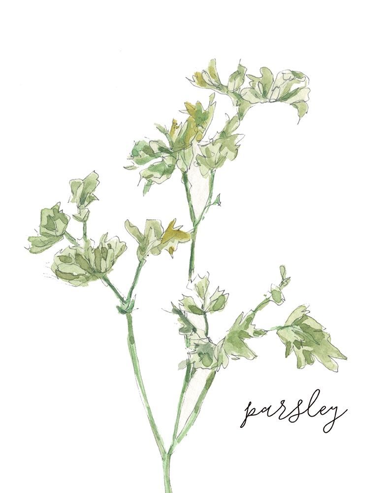 Fresh Sprig Parsley art print by Carol Robinson for $57.95 CAD