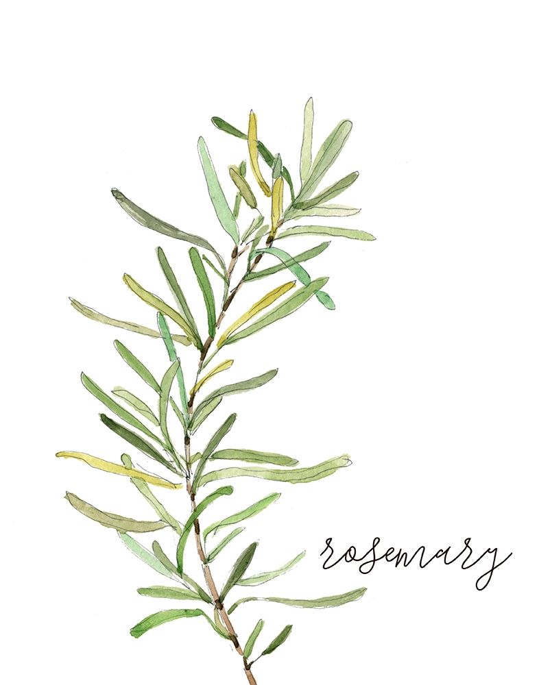 Fresh Sprig Rosemary art print by Carol Robinson for $57.95 CAD