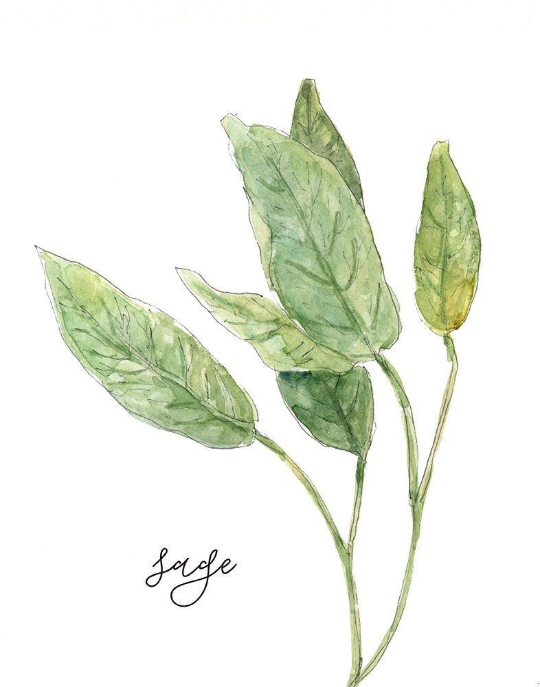 Fresh Sprig Sage art print by Carol Robinson for $57.95 CAD