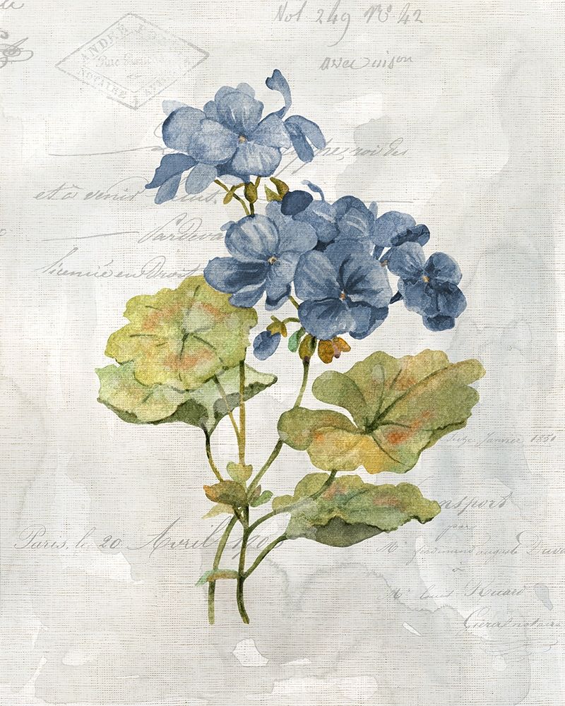 Blue Linen Geranium art print by Carol Robinson for $57.95 CAD