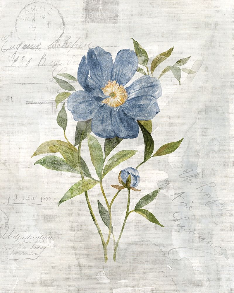 Blue Linen Peony art print by Carol Robinson for $57.95 CAD