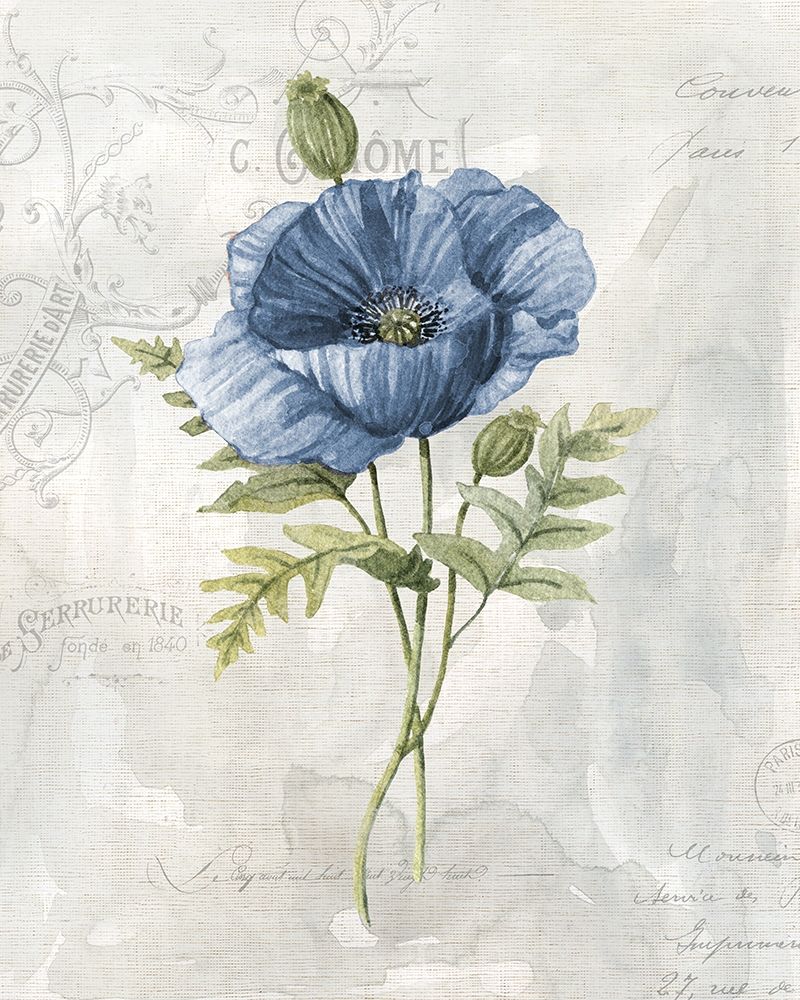 Blue Linen Poppy art print by Carol Robinson for $57.95 CAD