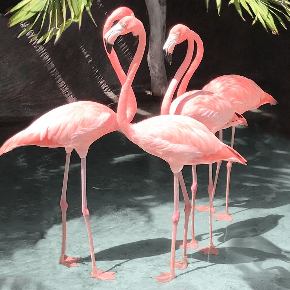Flamingo Inlet I art print by Natalie Carpentieri for $57.95 CAD