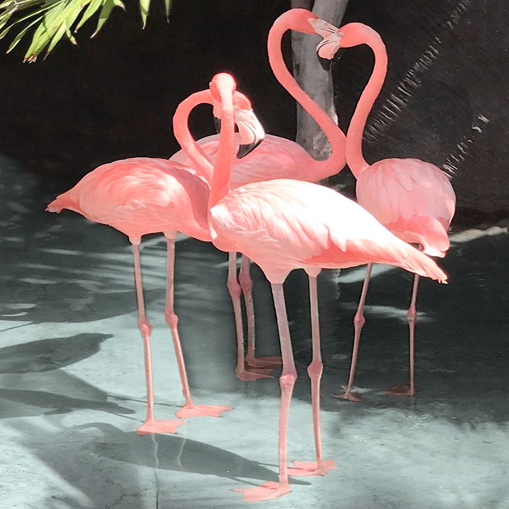 Flamingo Inlet II art print by Natalie Carpentieri for $57.95 CAD