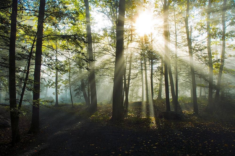 Light and Trees art print by Doug Foulke for $57.95 CAD