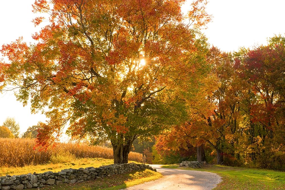 Maple Tree Drive art print by Doug Foulke for $57.95 CAD