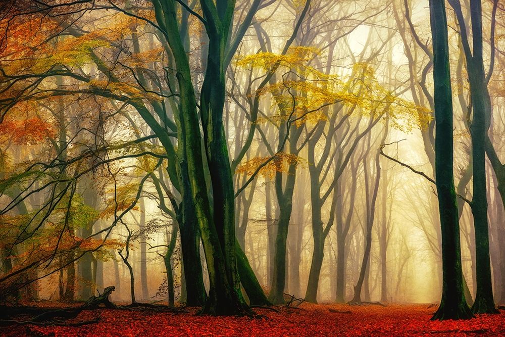 In Love with Fall art print by Lars Van de Goor for $57.95 CAD