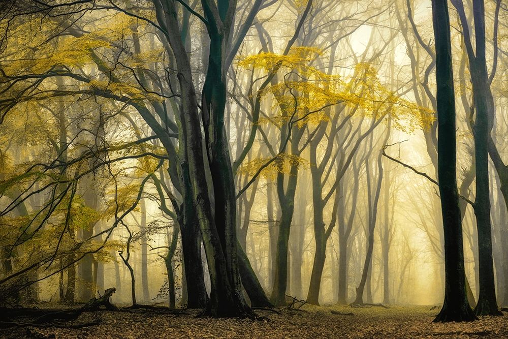 In Love with Golden Fall art print by Lars Van de Goor for $57.95 CAD