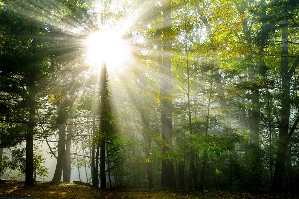 Light and Trees II art print by Doug Foulke for $57.95 CAD