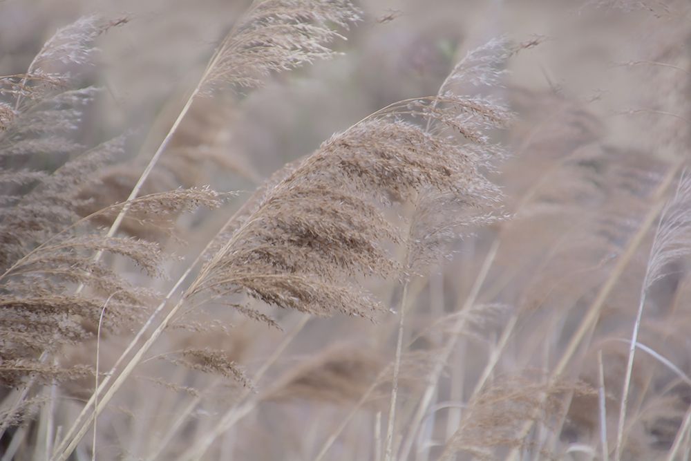 Pampas Field I art print by Irene Weisz for $57.95 CAD