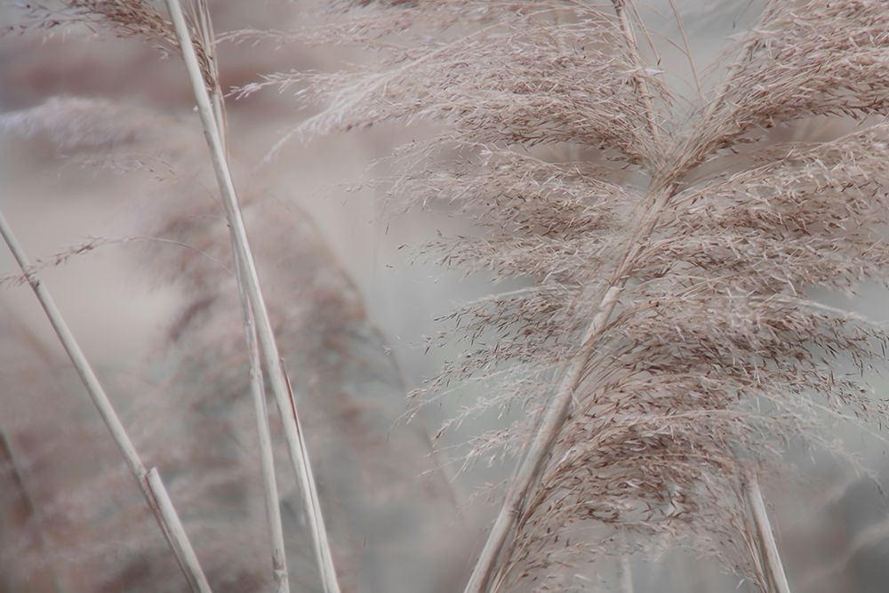 Pampas Field II art print by Irene Weisz for $57.95 CAD