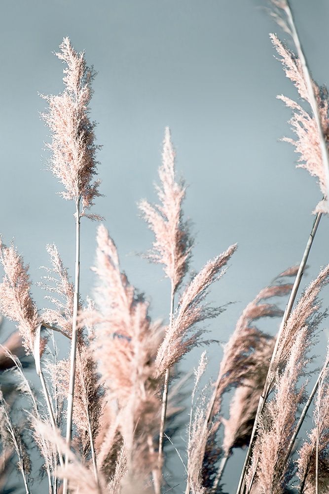 Pretty Pampas I art print by Brent Bergham for $57.95 CAD